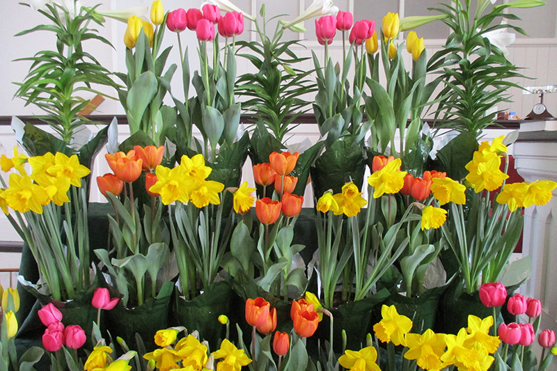 Photo of tulips and daffodils in the church