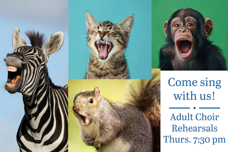 Photo of a zebra, kitten, squirrel, and chimpanzee "singing"